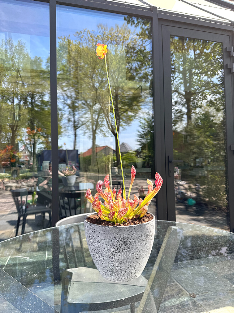Moerasbak 'Karel' - met S. 'PsittScarlet Bellecina' | ⌀22x17cm