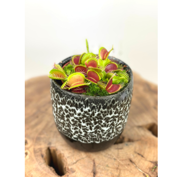 Plantenpot "Nel" - Zwart/wit | 8,5cm