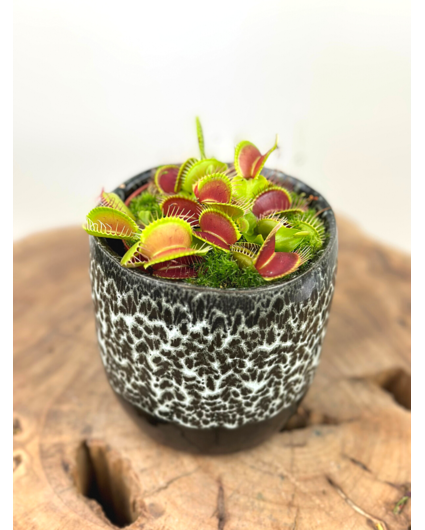 Plantenpot "Nel" - Zwart/wit | 8,5cm