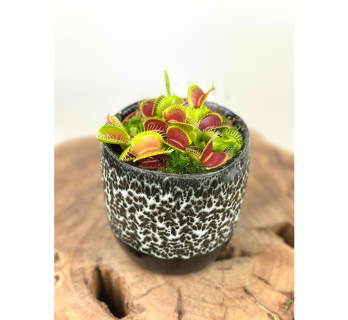 Plantenpot "Nel" - Zwart/wit | 8,5cm