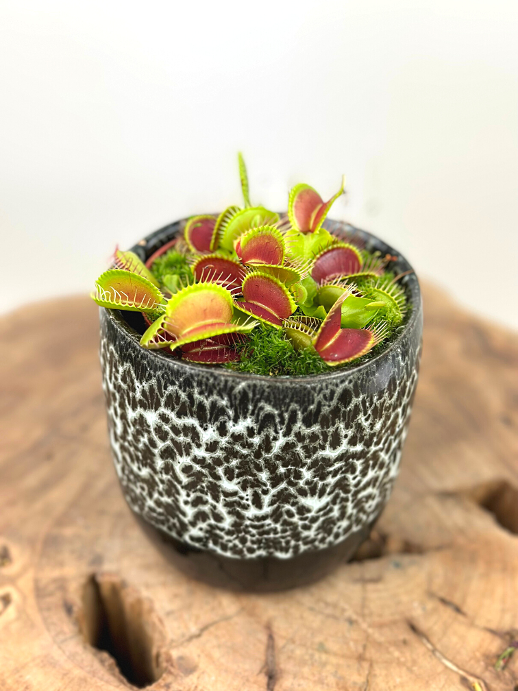 Plantenpot "Nel" - Zwart/wit | 8,5cm