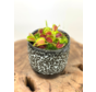 Plantenpot "Nel" - Zwart/wit | 8,5cm