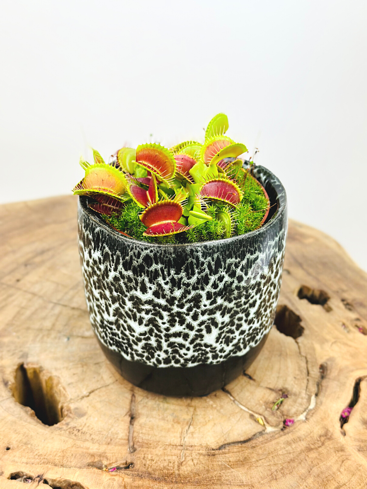 Plantenpot "Nel" - Zwart/wit | 8,5cm