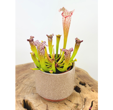 Plantenpot "Frits" - Oud Roze | 8,5cm