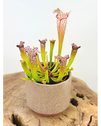 Plantenpot "Frits" - Oud Roze | 8,5cm