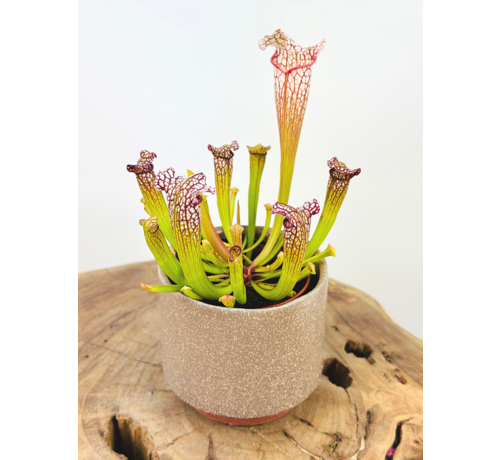 Plantenpot "Frits" - Oud Roze | 8,5cm