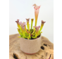 Plantenpot "Frits" - Oud Roze | 8,5cm