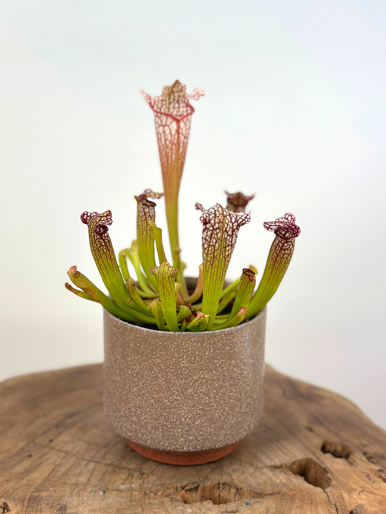 Plantenpot "Frits" - Oud Roze | 8,5cm