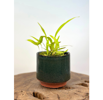 Plantenpot "Gerrit" - Groen | 8,5cm