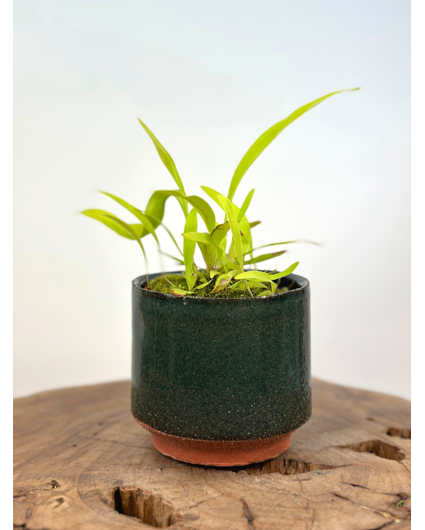 Plantenpot "Frits" - Groen | 8,5cm