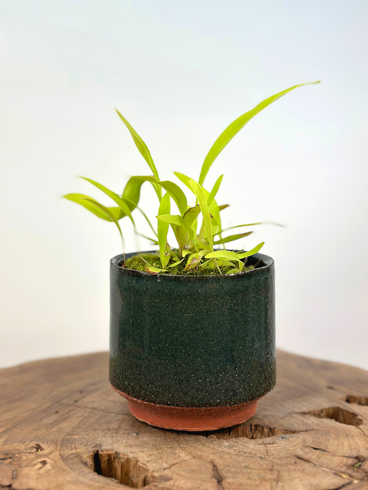 Plantenpot "Frits" - Groen | 8,5cm