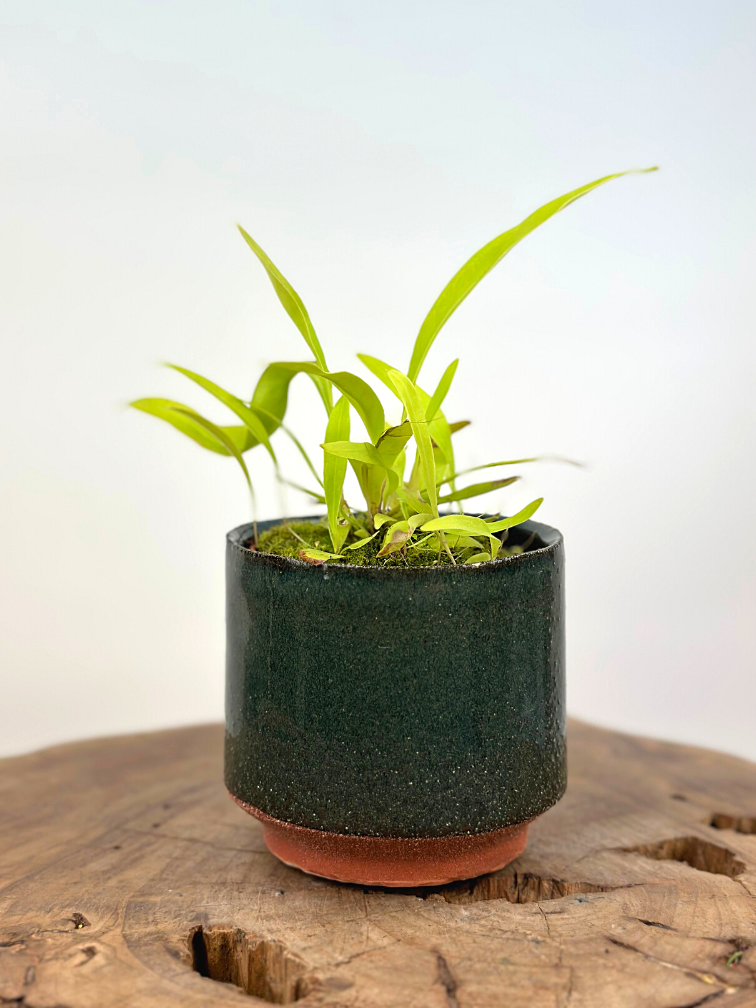 Plantenpot "Gerrit" - Groen | 8,5cm