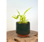 Plantenpot "Frits" - Groen | 8,5cm