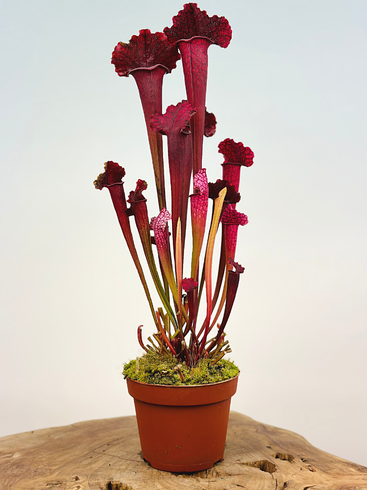 Trompetbekerplant "Juthatip Soper" - groot | ø 12 cm x ↕ 35 - 40 cm