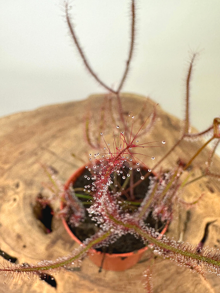 Zonnedauw "Binata" | ø 8,5 cm x ↕ 15 cm