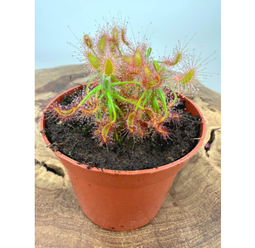 Zonnedauw "Scorpioides" | ø 8,5 cm x ↕ 10 cm