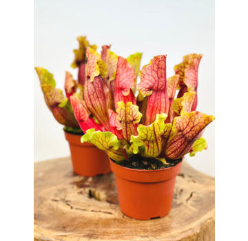 Trompetbekerplant "Mitch" - groot | ø 12 cm x ↕ 15-20 cm