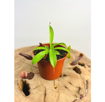 Bekerplant "Singalana x Ventricosa" | ø 8,5 cm x ↕ 5 cm