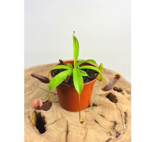 Bekerplant "Singalana" | ø 8,5 cm x ↕ 10 cm