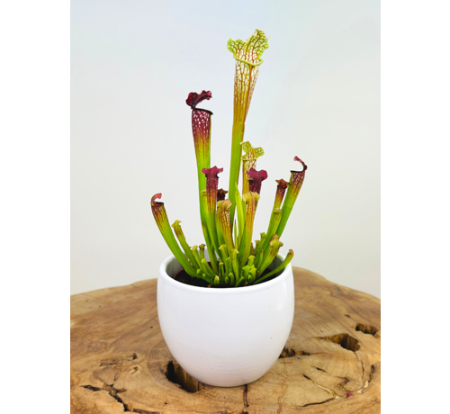 Plantenpot "Antje" - wit | 8,5cm