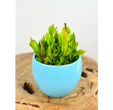 Pot Antje 'blauw' | 8,5cm