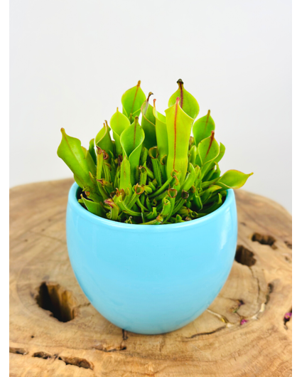 Plantenpot "Antje" - blauw | 8,5cm