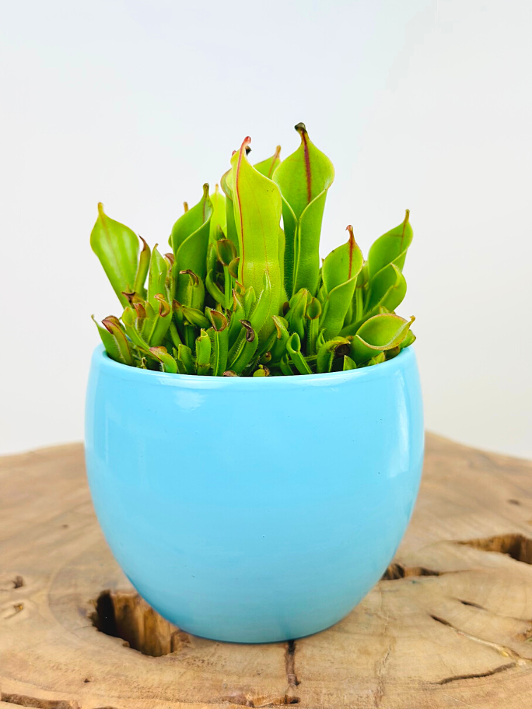 Plantenpot "Antje" - blauw | 8,5cm