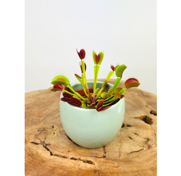 Plantenpot "Antje" - groen | 8,5cm