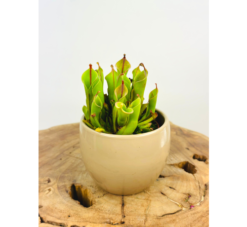 Plantenpot "Antje" - taupe | 8,5cm