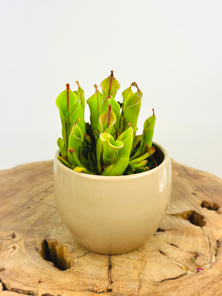 Plantenpot "Antje" - taupe | 8,5cm