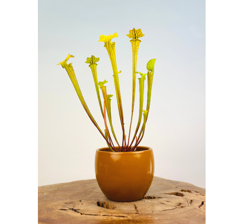 Plantenpot "Antje" - bruin | 8,5cm
