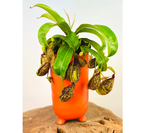 Plantenpot "Ferdinand" - Mat Oranje | 12cm