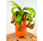 Plantenpot "Ferdinand" - Mat Oranje | 12cm