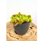 Plantenpot "Sil" - Antraciet - ELHO | 12cm - 2 voor de prijs van 1