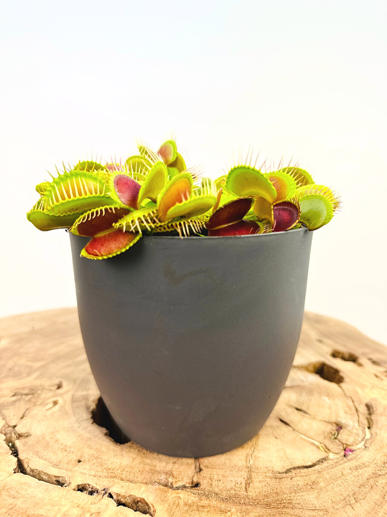 Plantenpot "Sil" - Antraciet - ELHO | 12cm - 2 voor de prijs van 1