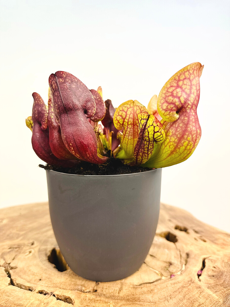 Plantenpot "Sil" - Antraciet - ELHO | 12cm - 2 voor de prijs van 1