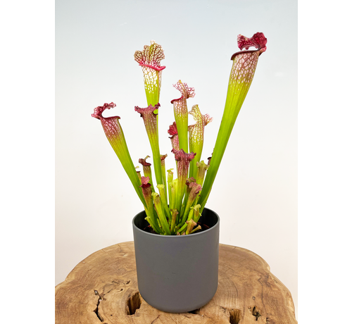 Plantenpot "Demi" - Antraciet - ELHO | 12cm - 2 voor de prijs van 1