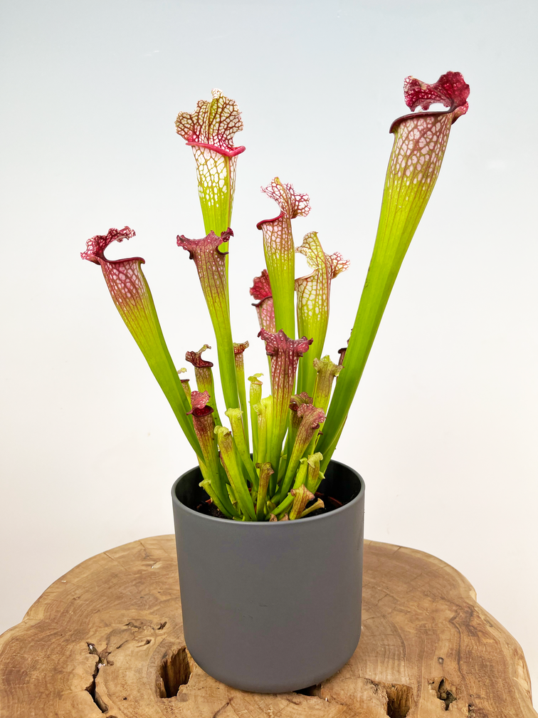 Plantenpot "Demi" - Antraciet - ELHO | 12cm - 2 voor de prijs van 1