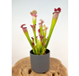 Plantenpot "Demi" - Antraciet - ELHO | 12cm - 2 voor de prijs van 1