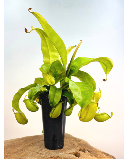 Bekerplant "Ampullaria hybride" - groot | ø 12 cm x ↕ 25 cm