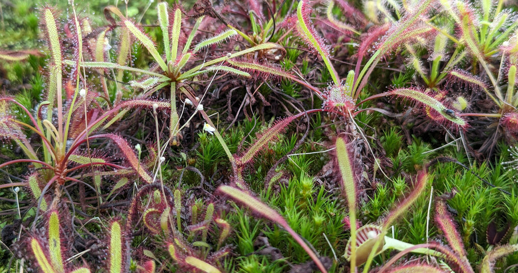 Welk land beschikt over de meeste vleesetende planten?