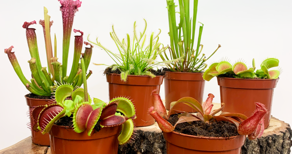 Wat is de makkelijkste manier om vleesetende planten in leven te houden?