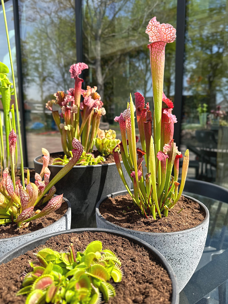 Moerasbak "Karel" (zelf samenstellen) - met 2 kleine vleesetende planten naar keuze