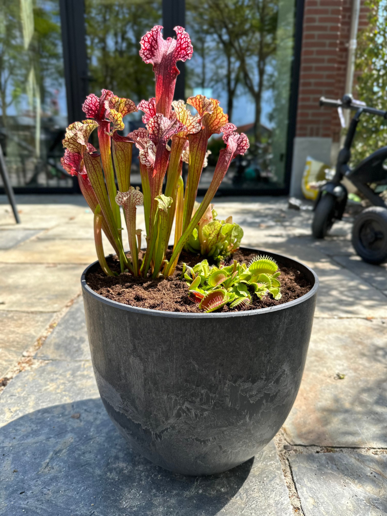 Moerasbak "Frits" (zelf samenstellen) - 3 kleine vleesetende planten naar keuze