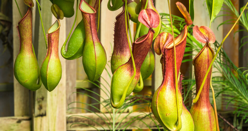 Maak je huis gezellig met tropische vleesetende planten