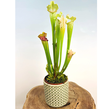 Plantenpot "Johnnie" - olijfgroen | 12cm