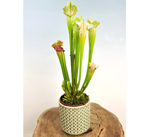 Plantenpot "Johnnie" - olijfgroen | 12cm