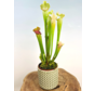 Plantenpot "Johnnie" - olijfgroen | 12cm