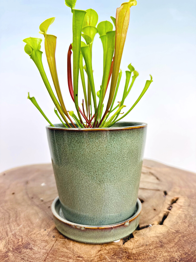 Plantenpot "Saartje" - groen |  8,5cm