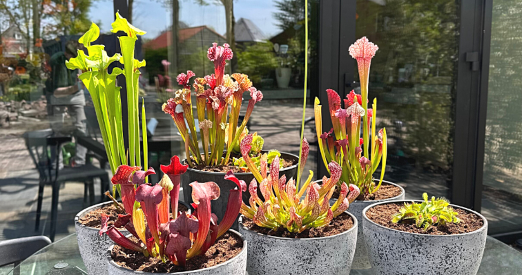 Welke vleesetende planten kunnen er bij elkaar gezet worden?